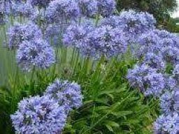 Agapanthus africanus